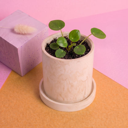 Jesmonite x Life of Colour Creative Kit - Pot and Saucer
